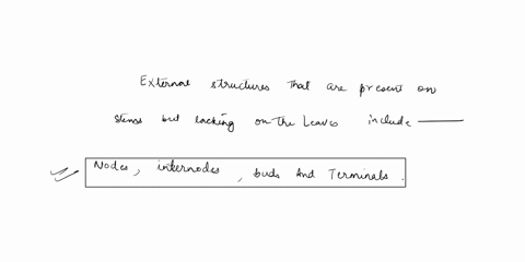 what-external-structures-are-present-on-stems-but-lacking-on-leaves-your-answer-40732