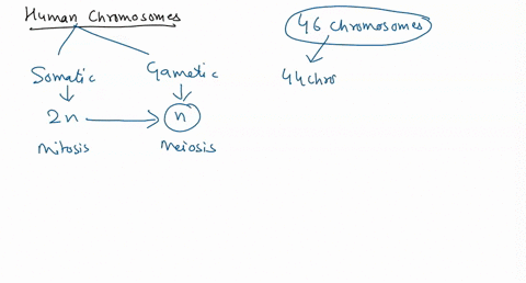 human-body-cell-has-select-one-23-autosomes-44-autosomes-and-2-sex-chromosomes-46-autosomes-44-sex-chromosome-and-2-autosomes-22-autosomes-and-1-sex-chromosome-63792