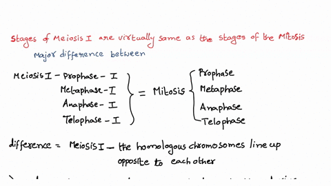 the-stages-of-meiosis-are-virtually-the-same-as-the-stages-of-mitosis-the-one-major-difference-is-a-the-homologous-chromosomes-line-up-opposite-each-other-during-metaphase-bthere-is-no-proph-19522