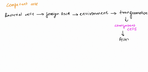 which-type-of-gene-transfer-requires-competent-cells-a-conjugation-b-dna-mediated-transformation-c-transduction-d-induced-mutations-37324