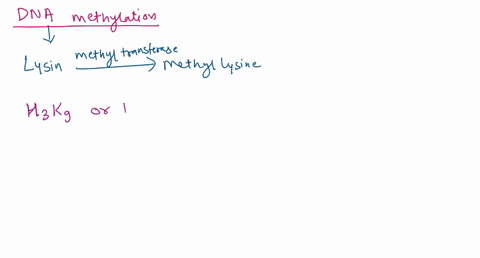 explain-epigenetics-describe-the-three-epigenetic-mechanisms-that-we-know-of-36428
