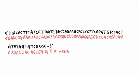 answers-for-a-and-b-a-rna-transcript-gau-gug-aaa-uag-caa-uua-gac-ggu-cuu-cgu-ggg-gag-guc-cac-aga-uga-cau-acc-aca-gcg-gua-b-asp-val-lys-please-answer-letter-c-pen-and-paper-exercise-a-new-vir-29074