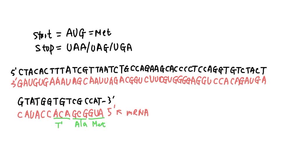 SOLVED: ANSWERS FOR A AND B: A. RNA transcript GAU GUG AAA UAG CAA UUA ...