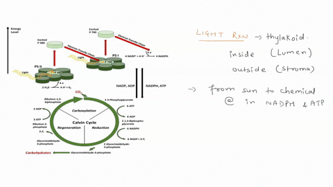 step-order-description-of-step-passed-through-the-lectron-transfer-chain_-the-energy-of-the-electron-the-energized-electron-powers-the-transfer-of-hydragen-ons-across-the-membrane-collected-51715