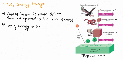 which-statement-is-true-about-energy-transfer-vegetarianism-is-equally-as-energy-efficient-as-eating-meat-all-of-the-energy-from-one-trophic-level-is-transferred-to-the-next-trophic-level-en-15315