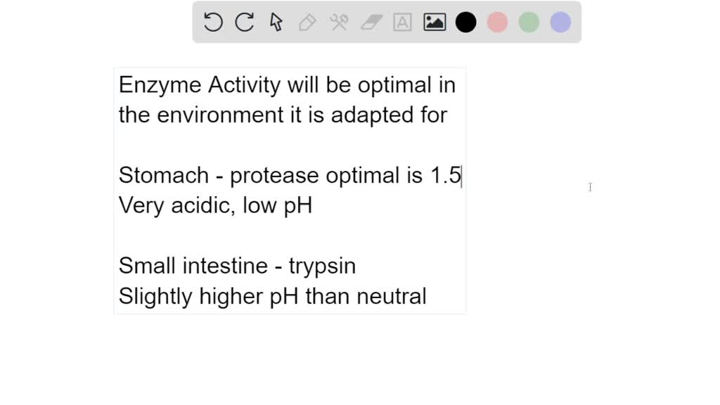 SOLVED: The protease enzyme is produced in the gastric glands and ...
