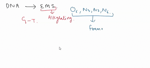 after-treatment-of-dna-with-the-ethylating-agent-ems-ethylated-guanine-nucleotides-now-base-pair-with-thymine-after-2-generations-a-____________-mutation-would-be-present-group-of-answer-cho-91032
