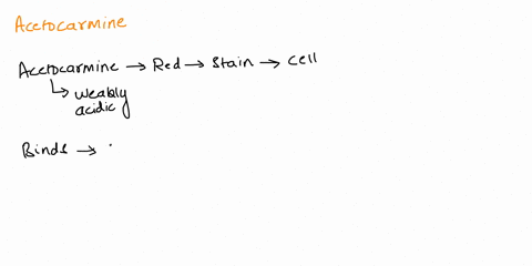 why-is-acetocarmine-stain-used-in-the-mitosis-of-onion-root-tips-21721