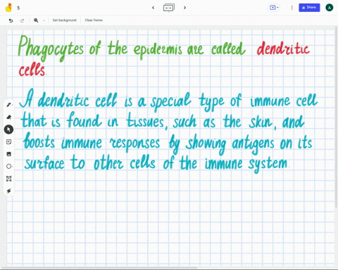 phagocytes-of-the-epidermis-are-called-______-a-microglia-b-goblet-cells-c-alveolar-macrophages-d-de-10757