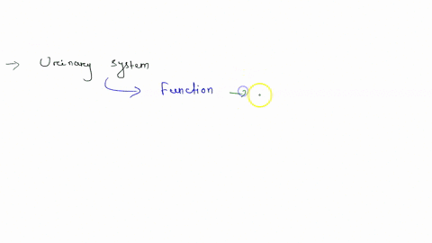 which-system-functions-to-maintain-blood-volume-and-composition-endocrine-respiratory-urinary-lymphatic-muscular-15424