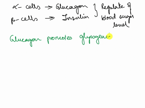 as-seen-in-the-bozeman-science-video-explain-how-the-body-regulates-blood-sugar-through-the-use-of-alpha-and-beta-cells-in-the-pancreas-78155