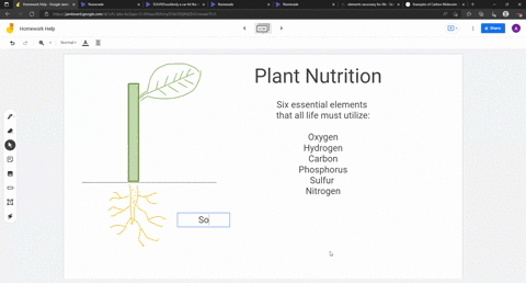 write-a-script-of-a-role-play-containing-dialogue-on-topic-nutrition-in-plant-67178