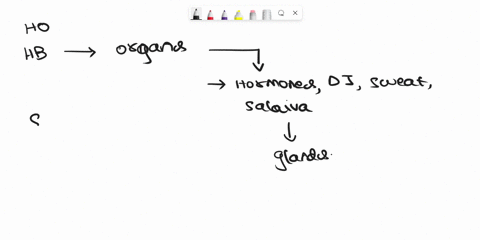 drag-cach-iabel-to-ihe-type-of-gland-descilbes-secrele-directly-onto-the-skin-surface-sebaceous-glands-lanolin-secrete-products-via-exocytosis-holocrine-secretions-are-9996-water-and-slightl-35303