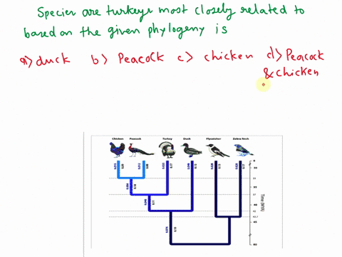 chicken-peacock-turkey-duck-flycatcher-zebra-finch-3-8-3-3-3-3-3-8-3-8-1-3-which-species-are-turkeys-most-closely-related-to-based-on-this-phylogeny-duck-peacock-chicken-peacock-and-chicken-43599