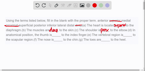using-the-terms-listed-below-fill-in-the-blank-with-the-proper-term-anterior-superior-medial-proximal-superficial-posterior-inferior-lateral-distal-deepa-the-heart-is-located______-to-the-di-71173
