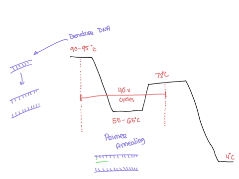 12-label-the-pcr-temperature-cycle-below-with-the-following-primer-annealing-dna-synthesis-denaturation-of-dna-provide-a-detailed-these-three-stages-6-points-explanation-of-what-happens-at-e-77734