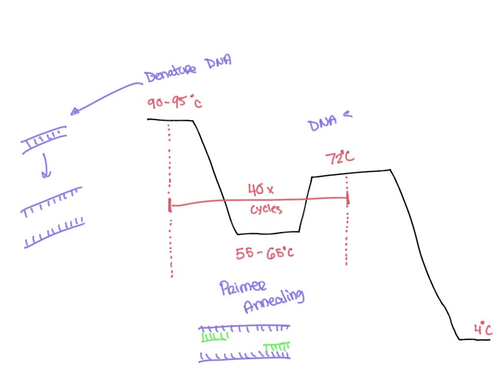 SOLVED 12. Label the PCR temperature cycle below with the following