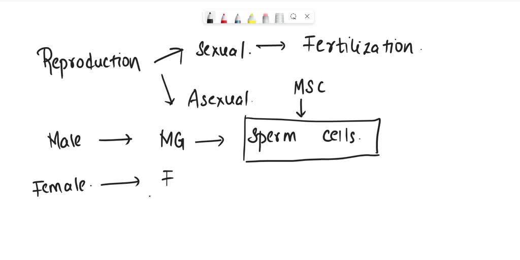 Solved Complete Each Statement To Describe Sexual Reproduction The Is The Male Sex Cell The 2280