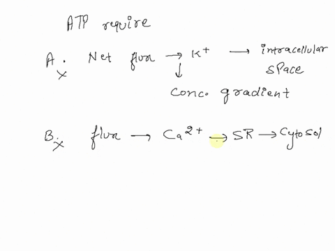 atp-is-directly-needed-in-which-of-the-following-processes-in-musclea-net-flux-of-potassium-ions-from-extracellular-spaces-into-intracellular-spacesb-net-flux-of-calcium-ions-from-the-sarcop-07375