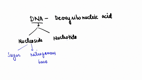 1-in-a-dna-molecule-each-base-pair-consists-of-two-______-nucleosides-the-_____-and-______-nitrogenous-bases-pair-with-the-_______-and-________-bases-respectivelya-similar-adenine-cytosine-t-32568