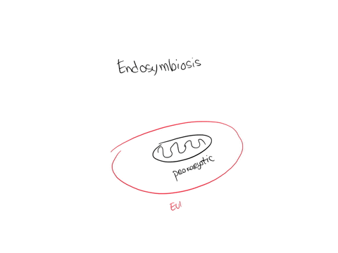 antibiotics-such-as-chloramphenicol-tetracycline-and-erythromycin-inhibit-protein-synthesis-in-bac-2-09493