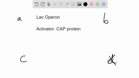 which-of-the-following-statements-about-the-lac-operon-is-false-a-the-lac-repressor-binds-when-lactose-is-present-in-the-cell-b-even-when-the-cap-activator-is-bound-to-dna-if-lactose-is-not-70323