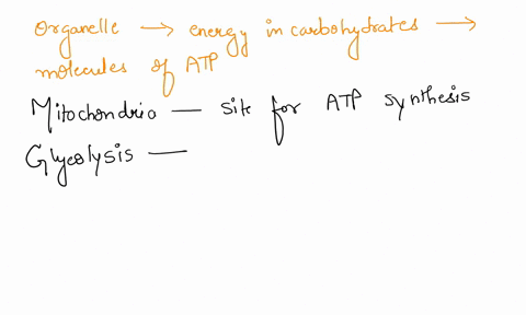what-organelle-transforms-the-energy-in-carbohydrates-into-molecules-of-atp-65598
