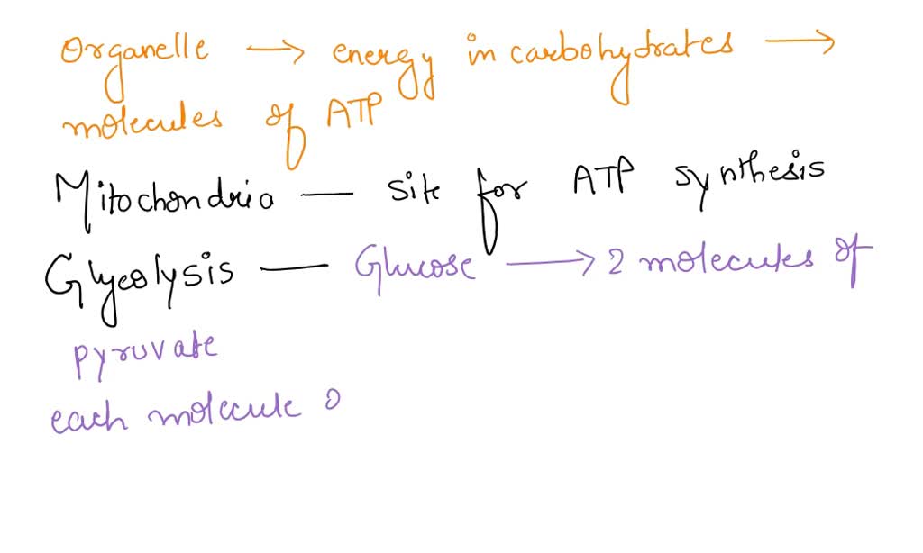SOLVED What organelle transforms the energy in carbohydrates into