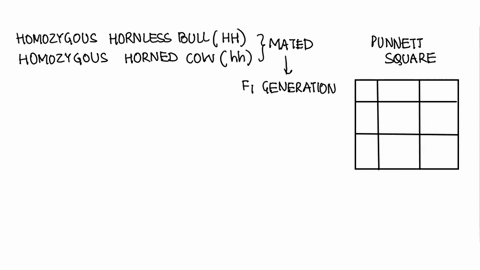 hornless-cattle-is-dominant-over-horned-a-homozygous-hornless-bull-is-mated-with-a-homozygous-horned-cow-what-will-be-the-genotype-and-phenotype-of-the-first-generation-24132