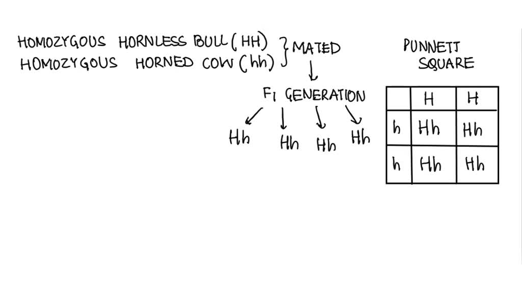 Solved: Hornless Cattle Is Dominant Over Horned. A Homozygous Hornless 