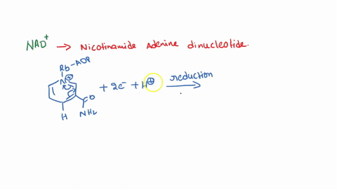 identify-the-correct-statement-regarding-nad-nad-can-take-part-in-only-2-electron-oxidations-nad-can-take-part-in-either-one-or-two-electron-oxidations-nad-accepts-two-hydrogen-atoms-when-go-53079