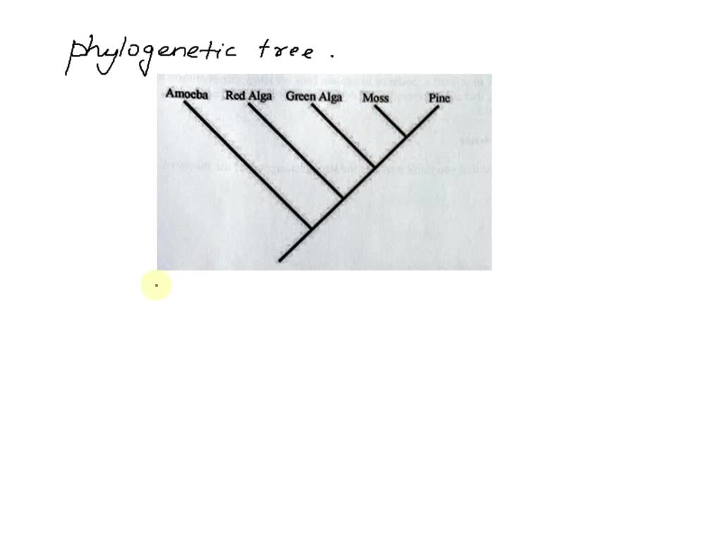 SOLVED: Based -= on the tree below are green algae more closely related ...