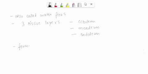 how-many-tissue-layers-does-daphnia-have-25115
