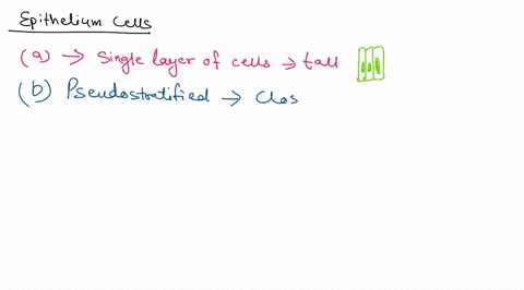 identify-the-type-of-epithelial-tissue-image-wwwaustincc-edu-simple-columnar-pseudostratified-simple-cuboidal-simple-squamous-stratified-squamous-39642