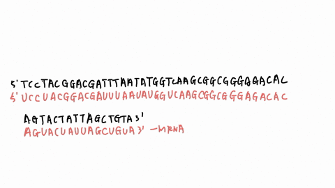 problem-4-consider-the-following-coding-dna-strand-5-tcctacggacgatttaatatggtcaagcggcgggagacacagtactattagctgta-3-a-write-the-sequence-of-the-rna-message-for-this-gene-in-the-5-3-direction-b-u-40866