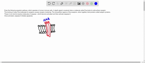 draw-the-following-apoptotic-pathway-which-operates-in-human-immune-cells-a-death-signal-is-received-89451