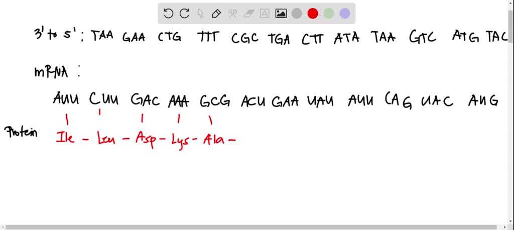 SOLVED: Below the 5' to sequence Oi DNA that codes for part of = helix ...