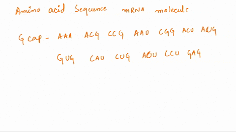 what-would-be-the-amino-acid-sequence-for-the-following-mrna-molecule-g-cap-aaaacgccgaaucggacuauggugcaucugacuccugaggagaagucuuagaaaaaaaa-07016