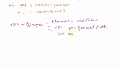 1-what-is-the-purpose-of-plates-with-ampicillin-in-pglo-experiment-2-what-is-the-purpose-of-the-arabinose-on-the-plates-3-on-which-of-the-plates-would-you-expect-to-find-bacteria-most-like-t-94622