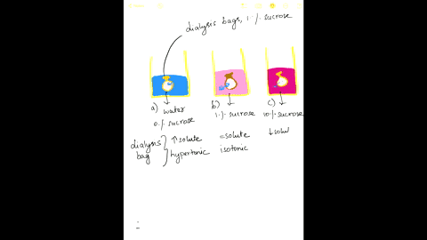 1-three-dialysis-bags-containing-10-sucrose-solution-were-placed-in-beakers-with-the-contents-indicated-below-the-dialysis-tubing-employed-is-not-permeable-to-sucrose-draw-a-diagram-to-help-27198