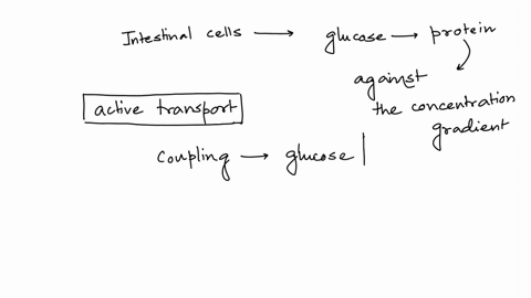 glucose-provides-energy-for-cells-different-cells-have-different-mechanisms-for-glucose-intake-intestinal-cells-contain-proteins-that-transport-glucose-against-its-concentration-gradient-the-26397