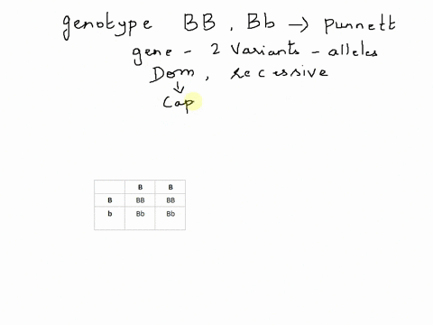 complete-the-punnett-square-below-when-the-parents-are-bb-and-bb-82737