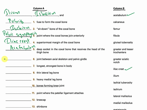just-answers-no-need-to-explain-please-type-column-a-column-b-and-acetabulum-1-fuse-to-form-the-coxal-bone-calcaneus-2sit-downbone-of-the-coxal-bone-femur-3-point-where-the-coxal-bones-join-10655