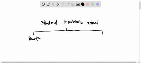what-are-the-two-monophyletic-clades-of-triploblastic-bilaterally-symmetrical-animals-coelomate-and-acoelomate-lophotrochozoa-and-ecdysozoa-protostomes-and-deuterostomes-vertebrates-and-inve-06224