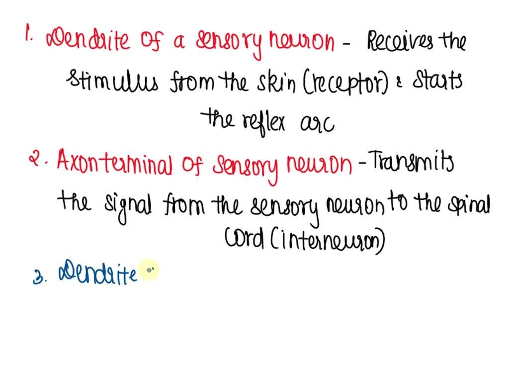 Solved Use The Following Diagram To Answer Question 8 3 Skin Spinal