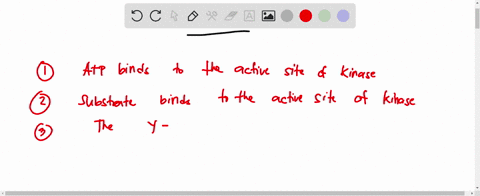 arrange-the-steps-to-outline-phosphorylation-of-serine-residue-by-protein-kinase-first-stcp-lust-stcp-anawor-bunk-adp-relcased-fron-the-active-sitc-of-the-xinase-atf-binds-t0-the-active-site-55216