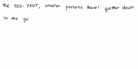 question-5-in-sds-page-smaller-proteins-ie-lighter-in-molecular-weight-travel-further-down-in-the-gel-than-larger-heavier-proteins-make-very-faint-band-are-broken-down-into-dna-by-the-electr-22945