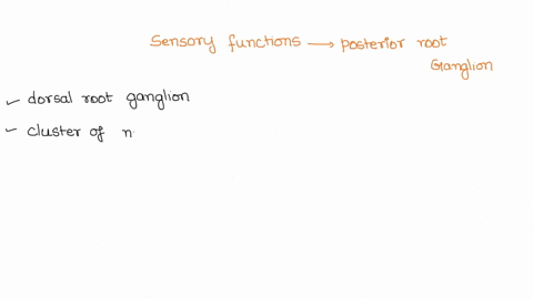 which-of-the-following-sensory-functions-involves-neurons-in-the-posterior-root-ganglion-41006