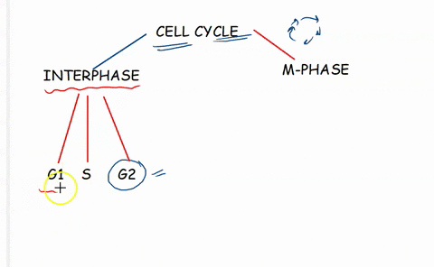 at-the-point-in-the-cell-cycle-when-the-g2-phase-ends-and-mitosis-begins-each-chromosome-consists-of-two-identical-chromatids-joined-at-the-centromere-the-chromatids-have-separated-into-two-12955