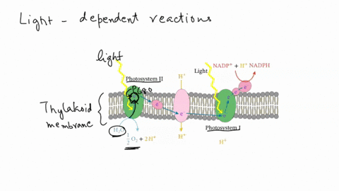 in-photosynthesis-what-gives-energy-to-the-electron-moving-through-the-electron-transport-chain-a-water-b-nadph-c-light-d-atp-84985
